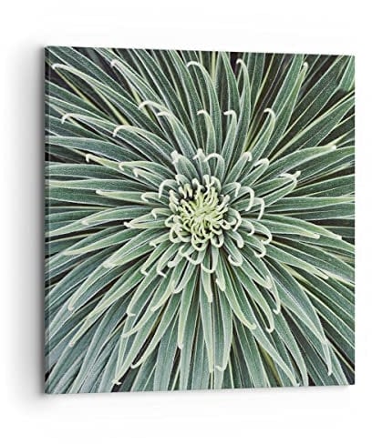 Bilder auf Leinwand 70x70cm Leinwandbild mit Rahmen Agave Grün Pflanze Groß Wanddeko Bild Schlafzimmer Küche Deko Wandbilder Dekoration Wohnzimmer Wall Decor Canvas Wand Kunstdruck Art AC70x70-4905