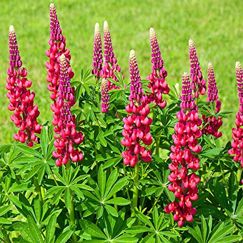 Lupinensamen Blumensamen Rot Lupinen Samen Wildblumensamen Mehrjährig Winterhart Blumen Samen Blumenwiese Wiesensamen Blumensamen Tütchen Geschenk Gartenpflanzen Saatgut 1000 Seeds