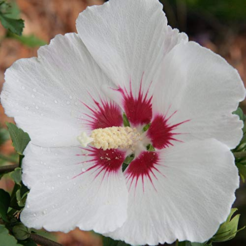 Garteneibisch 'Red Heart' - Hibiscus syriacus 'Red Heart' 40-60 C - 40-60 cm Topf