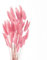 ROOBZE pampasgras Kaninchenschwanz Gras schmücken 50 Stücke natürlich Getrocknete Blumensträuße，Deko Trockenblumen Trockenblumenstrauß für Schlafzimmer Indoor Hochzeit Home Decoration (Rosa)