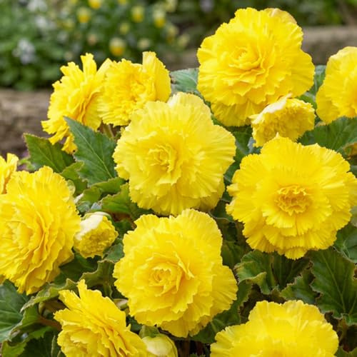 Bulbi Fiori Perenni da Esterno - 5 Begonia Giallo Fimbriata