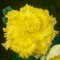 Begonie Fimbriata Gelb, 5 Begonien knollen aus Holland, Echte Blumenampel Begonien Pflanzen (keine Samen und nicht künstlich), mehrjährig für Töpfe und Balkone, nicht winterhart