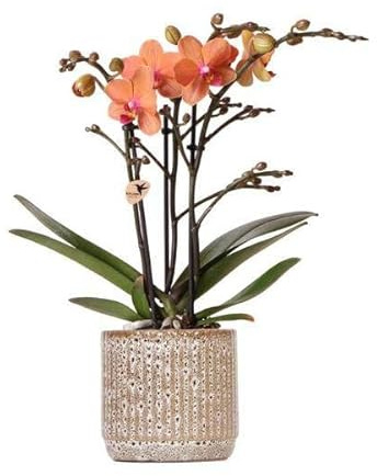 Orange Phalaenopsis Orchidee Ø9cm Jaguar Topf | Mineral Bolzano