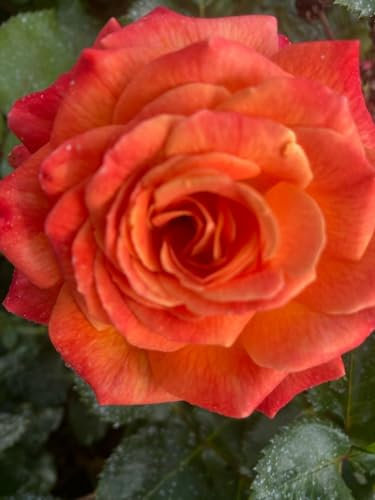 Meteor - Rose of The Year 2024 - Floribunda - Potted Rose 4 Litre