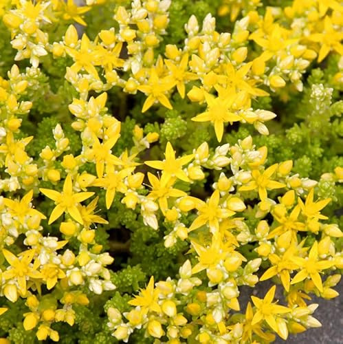 Scharfer Mauerpfeffer Yellow Queen - Sedum acre - lebende Gartenpflanze aus den Baumschulen