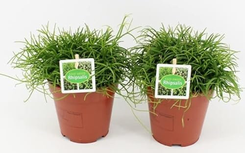 Rhipsalis baccifera cassutha Mistletoe Cactus Indoor House Plant in 11cm Pot