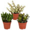 Sukkulenten | Dickblatt Mix | Crassula Mix | 3 Stück | diverse Sorten | Ø 8,5 cm | ↕ 13-18 cm | Pflegeleichte Zimmerpflanzen