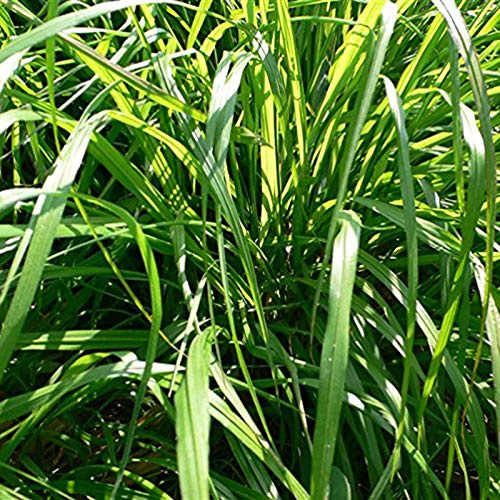 TOYHEART 50pcs Graines De Fleurs De Première Qualité, Graines D'herbes De Citronnelle Productives économes en Eau Citronnelle Cymbopogon Persevering Garden Citronnelle Semis pour Cour Vert