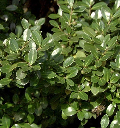 Stechpalme Robustico 40-50cm - Ilex crenata