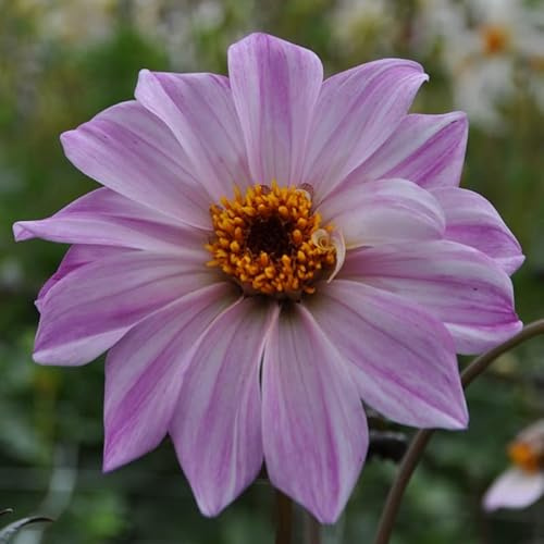 Dahlie Bishop of Leicester | 1 Stück | Knolle | Rosa | 100% Blütegarantie | QFB Gardening