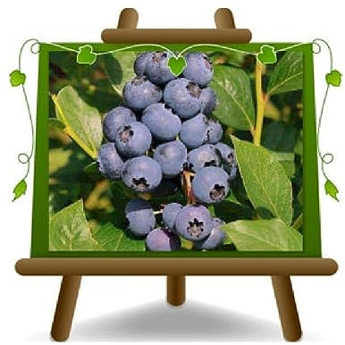 EURO PLANTS VIVAI Mirtillo Nero Gigante Americano var Blue Crop - Pianta da Frutto Antico su Vaso ø 20 cm - Altezza50~100 cm