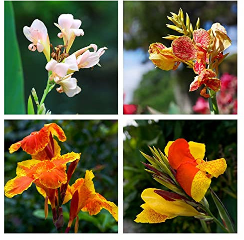 Canna Zwiebeln Frisch Gartendeko FüR DraußEn Blumen Deko Canna Knollen BlüTenmix Blumenzwiebeln MehrjäHrig Winterhart Gartenpflanzen Balkon Blumen Geschenk Canna Pflanzen Balkonblumen 4 StüCk