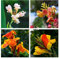 Canna Zwiebeln Frisch Gartendeko FüR DraußEn Blumen Deko Canna Knollen BlüTenmix Blumenzwiebeln MehrjäHrig Winterhart Gartenpflanzen Balkon Blumen Geschenk Canna Pflanzen Balkonblumen 4 StüCk