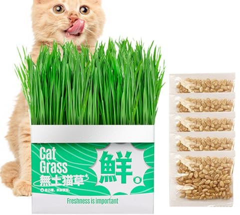 Katzengras Fertig Gewachsen,Katzengras Pflanzgefäß,Katzenminze Katzengras Box,Hydrokultur Katzengras Box,Katzengrasanbau Box,Soilless Hydroponic Box,Zimmerpflanzen Pflegeleicht,Haustierfreundlich