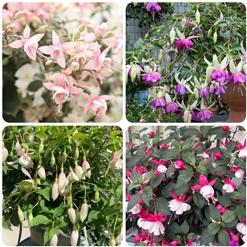 fuchsien winterhart - steingarten gartendeko für draußen alte sorten 300samen