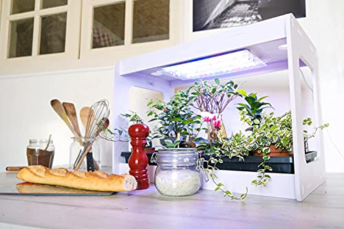 CLEOPATRE CG1MV-1KC1 Premium-Set: grünes Haus mit händischer LED + Nachfüllset für 1 Kultur für den Schulzyklus 1