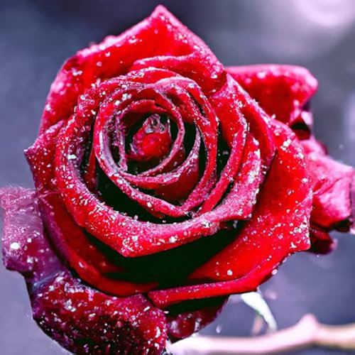Pavemlo Diamond Painting Set Zubehör Rose, DIY 5D Diamant Stickerei Malerei Kits Blumen, Full Drill Kristall Set Strass Stickerei Bilder DIY Diamant Malerei für House Wall Dekoration 30x30cm