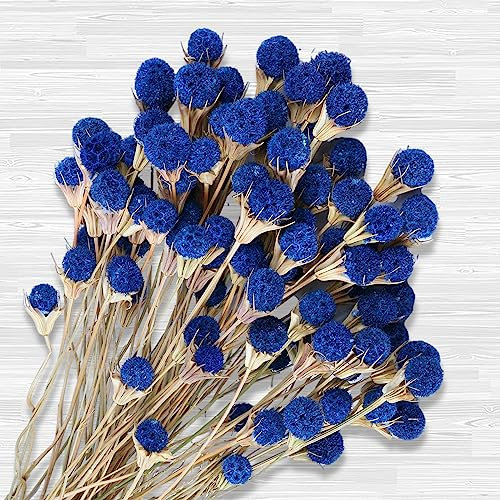 Bouquet di 40 fiori di cardo essiccati blu naturale, piante secche alla rinfusa, pianta a bottone, 43 cm, composizioni floreali fai da te per casa, stile bohémien, cucina, tavolo, vaso per matrimoni