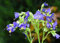 Jakobsleiter 50 Samen, HIMMELSLEITER, Polemonium caeruleum - mehrjährige, Staude
