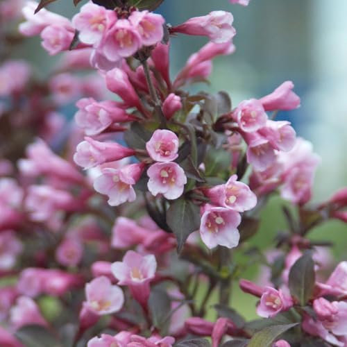 Garten Schlüter