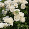 Kletterrose 'Noisette 'Madame Alfred Carrière' - Klimroos - Kletterrose, C