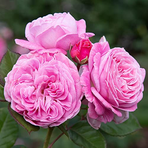 Heirloom Floribunda Roses, Live Own Root Plant for Outdoor Garden, Parfuma® Summer Romance, Exceptionally Fragrant, Hardiness Zones: 5-9, Continual Blooming
