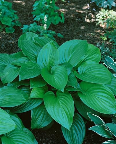 Hosta plantaginea 'Aphrodite' ca. 11x11 cm Topf - Duftende Funkie, weiße Blüten, Blütezeit August-September, ideal für Schattenbeete, pflegeleicht