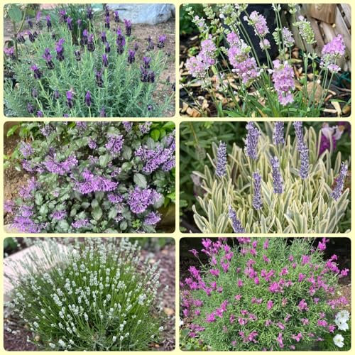 Semillas de lavanda perenne resistente Comprar flores de lavanda, lavanda. Semillas de plantas de lavanda semillas de plantas, semillas exóticas decoración del jardín exterior regalos 500pcs