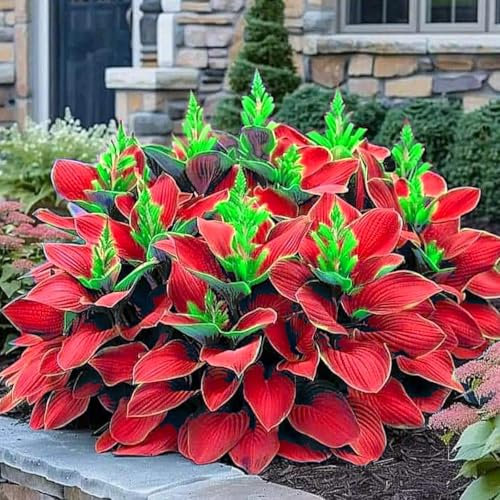 Hosta-Zwiebeln,Reiche Blätter, Geringer Wartungsaufwand, Extrem kältebeständig, Mehrjährige Pflanzen,Funkien Pflanze Winterhart Gross,-4 zwiebeln-D