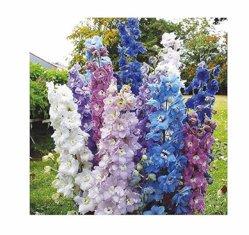 Stk - 25x Riesen Delphinium Cultorums Mix Rittersporn Pflanzen - Samen A157 - Seeds & Plants Shop by Ipsa