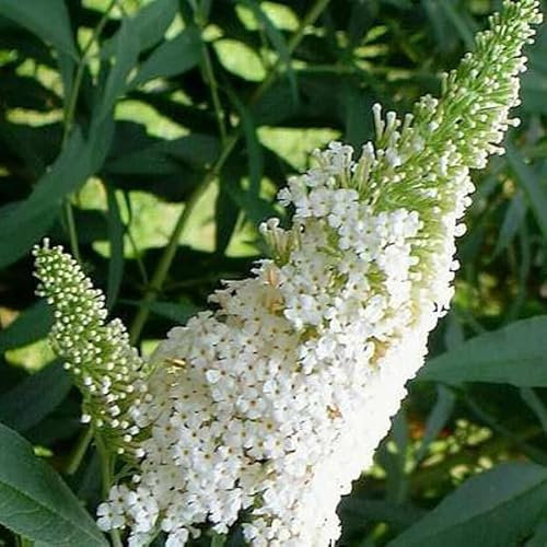 3 x Buddleja Davidii 'White Profusion'- Weißer Sommerflieder 'White Profusion' 40-60 cm im Container - Große Rispen mit purpurroten Blüten, die Ihren Garten in ein farbenfrohes Paradies verwandeln.