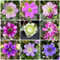 300 pcs leberblümchen samen kaufen - Hepatica nobilis - outdoor pflanzen, exotische pflanzen winterhart leberblümchen pflanze wildblumen, winterharte stauden schnittblumen samen, zimmerpflanzen