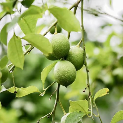 250 pcs zitronenbaum zimmerpflanze samen - gewächshaus balkon ingarden gartenpflanzen bäume dekopflanzen hochbeet für balkon frisches obst winterharte kübelpflanzen zimmerpflanze