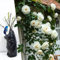 Rosier grimpante blanche à racines nues – Rose robuste et élégante pour bordures de jardin, treillages d'escalade et haies d'allée