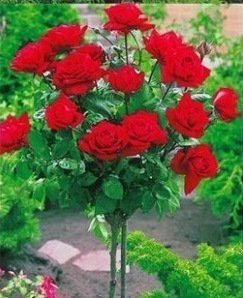 100 Samen seltenen Rosenbaumsamen Chinesische Rose Samen, Farbe Bonsai-Baum Rosen, Pflanze