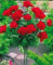 100 Samen seltenen Rosenbaumsamen Chinesische Rose Samen, Farbe Bonsai-Baum Rosen, Pflanze