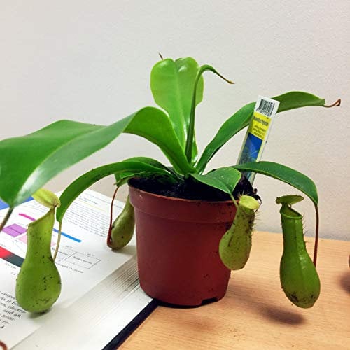 Easy Plants - Nepenthes Alata Pitcher Plant Monkey Cup Natural Fly Trap Insect Killer