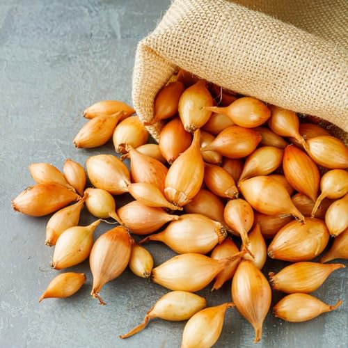 500 pcs steckzwiebeln winterhart zwiebeln samen, Exotische Pflanzen Samen, kräutergarten geschenk wintersteckzwiebeln bio samen, Bodendecker Samen Winterhart, Saatgut Alte Sorten Gemüsepflanzen