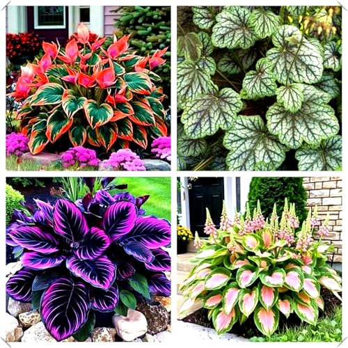Easy-to-Grow hosta Plants – Shade-Loving and Moisture-Tolerant, Suitable for backyards and Walled Areas，Hardy Perennial, Excellent Display-4bulbs-B