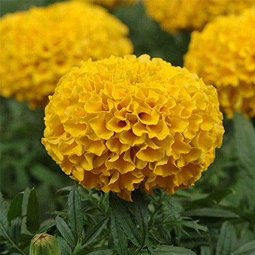 Marigold Seeds - Taishan Series - Gold- 25 Seed Packet - Tagetes erecta - Non-GMO, Open Pollinated - Flower Gardening