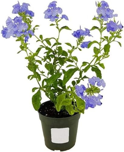 Jazmín del Cielo (Plumbago) Natural Arbusto de Exterior