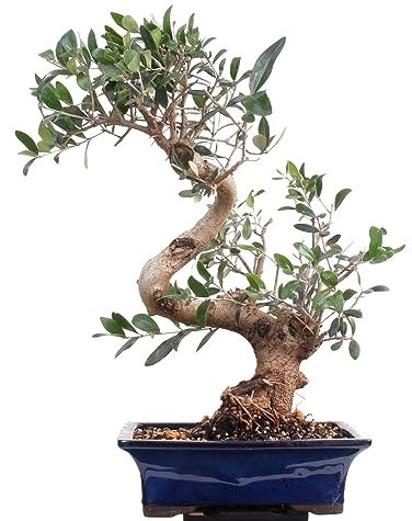 Bonsai - Olea europaea, Olive 209/151