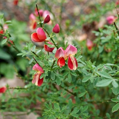 200 pcs ginster pflanzen winterhart samen - geschenke für gartenliebhaber,Cytisus scoparius, dachbegrünung gewächshaus balkon bodendecker saat winterharte pflanzen für garten