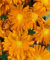 Chrysanthemum x hort.'Havelschwan' ca. 9x9 cm Topf - Chrysantheme, weiße Blüten, Blütezeit Herbst, ideal für Beete und Kübel, pflegeleicht und winterhart