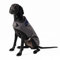 HUGO & HUDSON x Hackett Tweed Hundejacke Mantel Cordkragen, grau kariert Fischgrätmuster XL