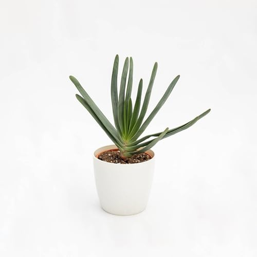 Vivai le Georgiche - Pianta vera di Aloe plicatilis Kumara plicatilis - vaso Ø 12 cm - altezza alla vendita 20-30 cm