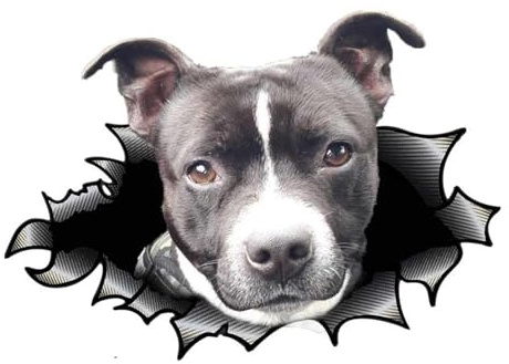 American Staffordshire Terrier Autoaufkleber, 3D Zerrissener Effekt, Lustige Pitbull Wasserdichter Reflektierende Aufkleber für Laptop, Kühlschrank, Stoßstange, Fenster (22cm/8.7 Inch)