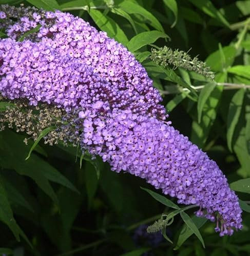 Zwerg Hänge Sommerflieder Lila Sweetheart 25-30cm - Buddleja - lebende Gartenpflanze aus den Baumschulen