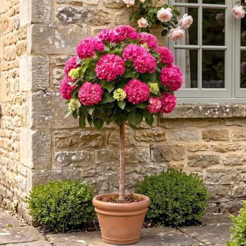 YouGarden Hydrangea 'Pink Mophead' Standard, Established Standard in 18cm Pot, Approximately 80-100cm Tall, Ready to Plant, Grow in Garden Borders or Patio Pots
