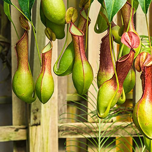 Nepenthes, piante carnivore, piante grasse vere, piante da giardino, piante esotiche, piante da appartamento, 120 semi (verde)